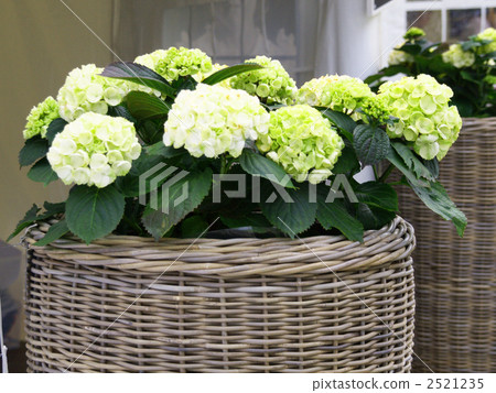Hydrangea gardening flower basket 2521235