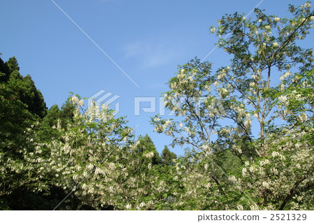 Harienge Harienge 2521329