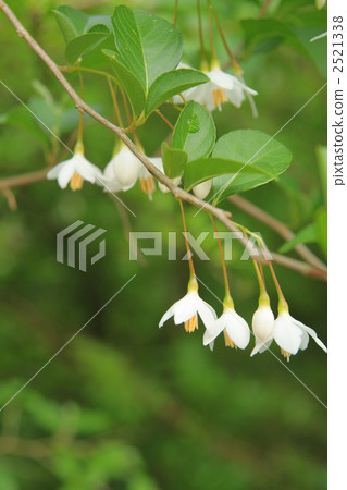 Styrax flower Styrax flower 2521338