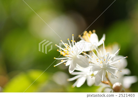 Hinoki flowers Hinoki flowers 2521403