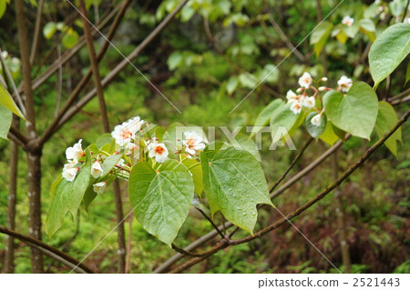 Sinnabraragiri 2521443