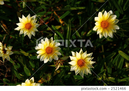 勳章菊屬 2521466