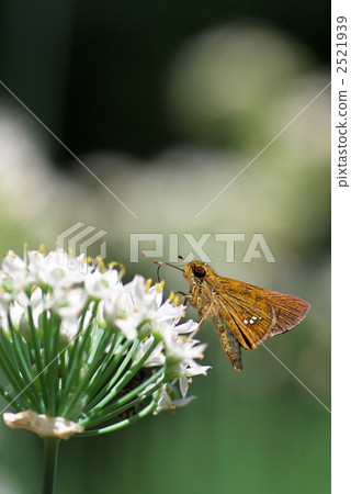 Ichimon dieselis到香菜 2521939