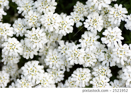Iberis Sempavilence Iberis Sempavilence 2521952