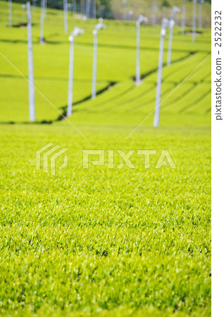 茶場與防守球迷 茶場與防守球迷 2522232