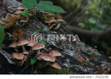 Late autumn Kuritake Late autumn Kuritake 2522236
