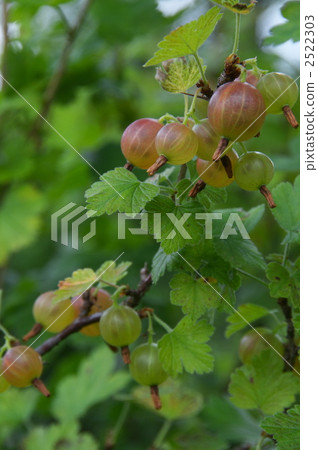 醋栗 醋栗 2522303