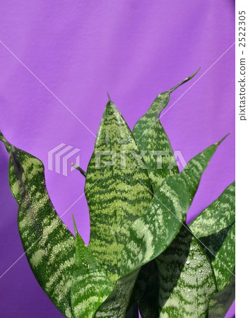 虎尾蘭 虎尾蘭 2522305