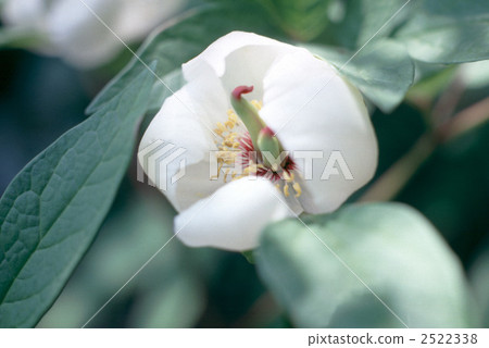 60999 Yama peonies 2522338