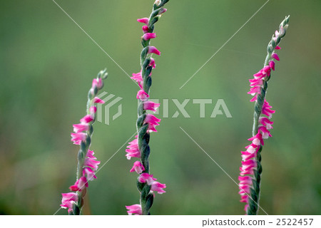 61135 screw burner 2522457