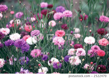 61151 Yagurumagiku 2522470