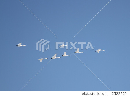 鳥群 天鵝 鳥兒 2522521