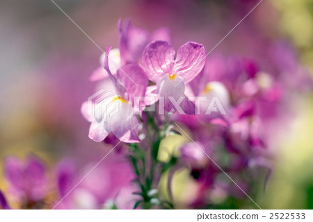 61178 Gallowsensis 2522533