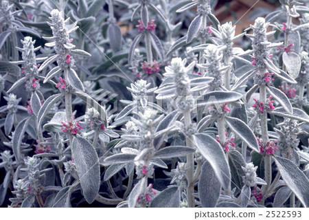 61221 Rumuzuia 2522593