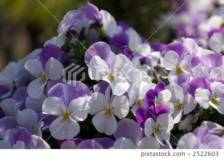 Viola in full bloom 2522603