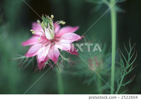 61227 Nigera 61227 Nigera 2522604