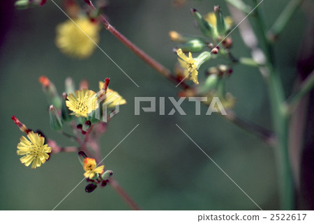 61241 Onita Birako 61241 Onita Birako 2522617
