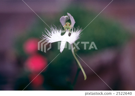 61268 Sagisou 2522640