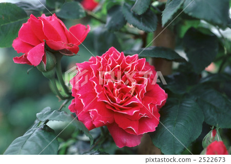 61303 rose old rose 61303 rose old rose 2522673