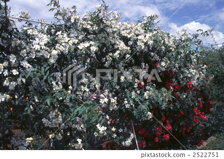 61385玫瑰金玫瑰 2522751