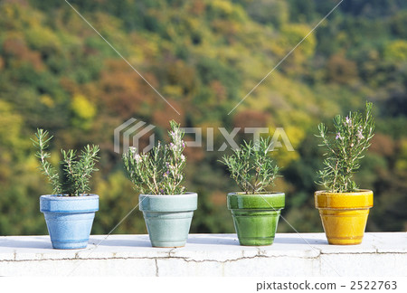 Potted rosemary 2522763