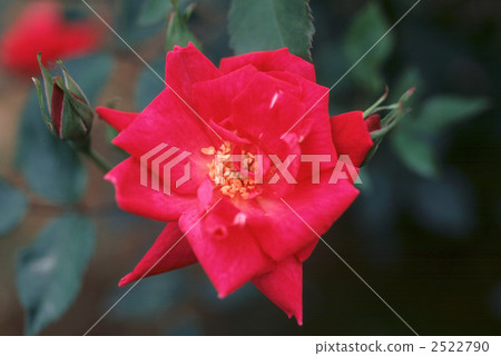 61420玫瑰金玫瑰 2522790