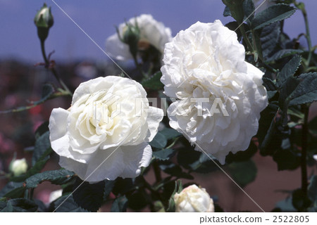 61464 rose old rose 2522805