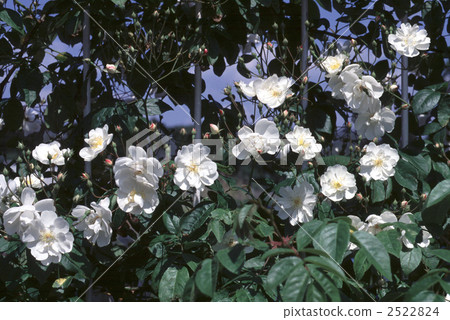 61503玫瑰金玫瑰 2522824