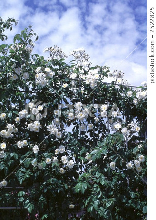 61506玫瑰金玫瑰 2522825