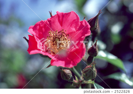 61510玫瑰金玫瑰 2522826