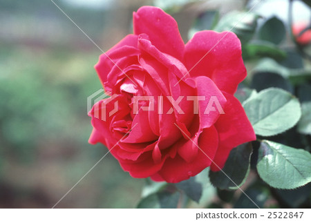 61589玫瑰金玫瑰 2522847