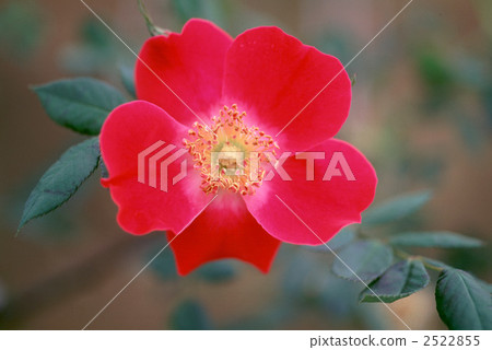 61593玫瑰金玫瑰 2522855