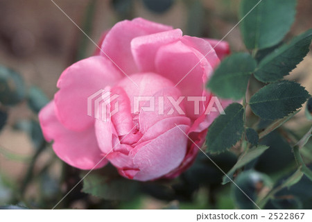 61598玫瑰金玫瑰 2522867