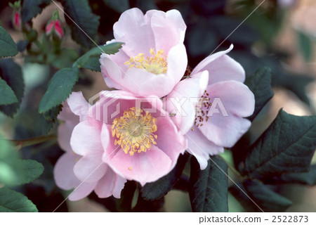 61616朵玫瑰 2522873