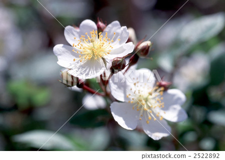 61661 rose old rose 61661 rose old rose 2522892