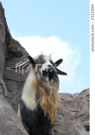 Goat Goat 2522894