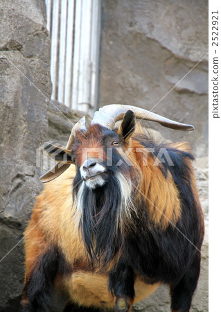 山羊 2522921