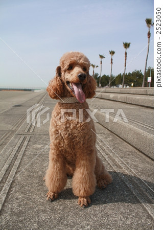 large poodle dog