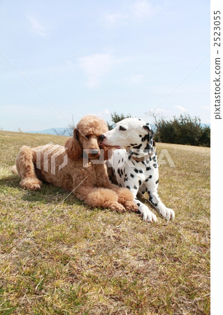 貴賓犬 貴賓狗 大麥町犬 2523055