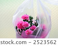 Carnation Mother's Day 2523562