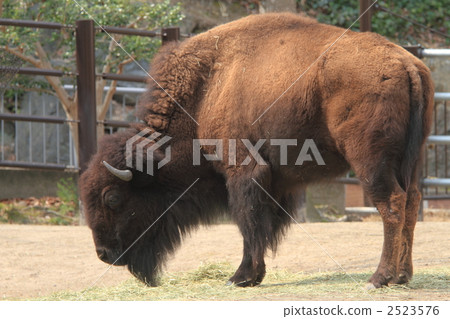 一隻動物 反芻哺乳動物家族 美洲野牛 2523576