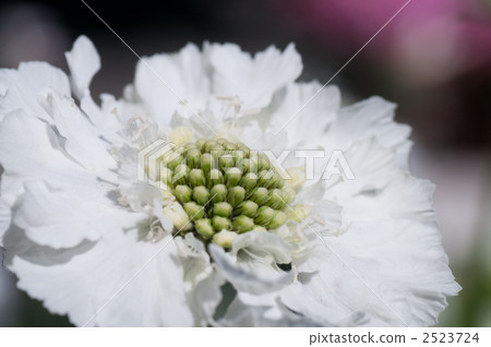 Scaviosa Caucasica Scaviosa Caucasica 2523724