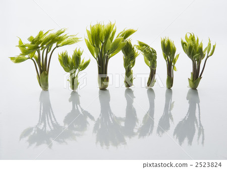 科氏博爾 山野菜 香芹(繖形)目 2523824