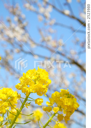 油菜花 油菜 植物 2523980