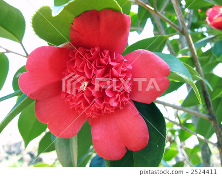 Tsubaki · Red Karako 2524411