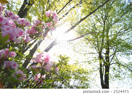 Azalea Azalea 2524471