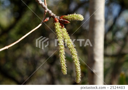 山原市（雌花） 2524483