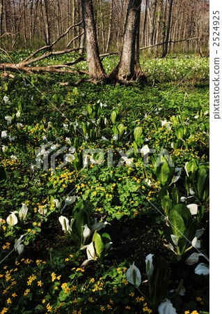 Togakushi水Basho 2524925