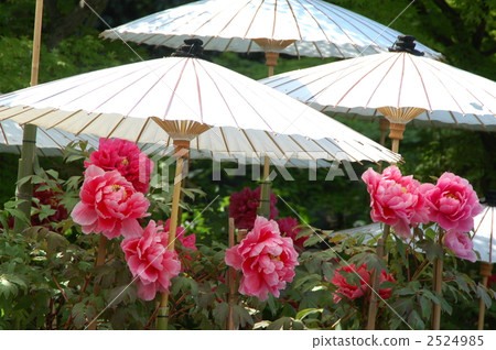 The peony of Otomi in Kyoto The peony of Otomi in Kyoto 2524985