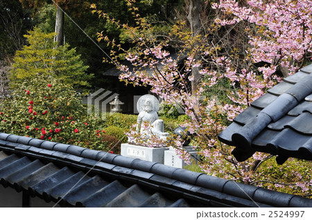 Higanzakura cherry blossoms of Kyoto Yunoya and Kannon 2524997